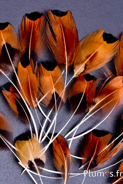 Blütenblätter aus Federn - 6-9 cm - natur